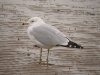 Ring-billed Gull at Westcliff Seafront (Steve Arlow) (80649 bytes) Ring-billed Gull at Westcliff Seafront (Steve Arlow) (80649 bytes)